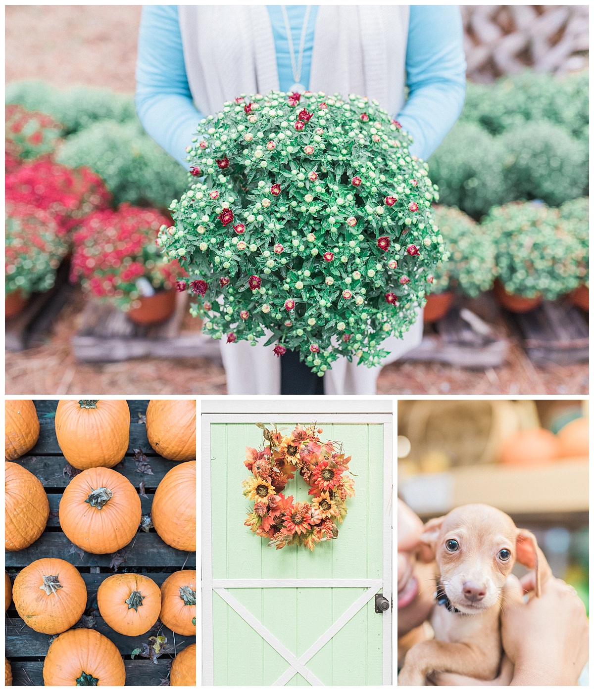 Durham, Raleigh, Chapel Hill engagement, wedding, lifestyle photographer | Radian Photography | Perkins Orchard | Durham, North Carolina Lifestyle Photography | http://radianphotography.com