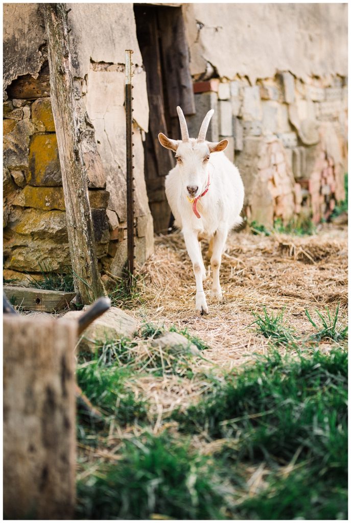 goat farm wedding