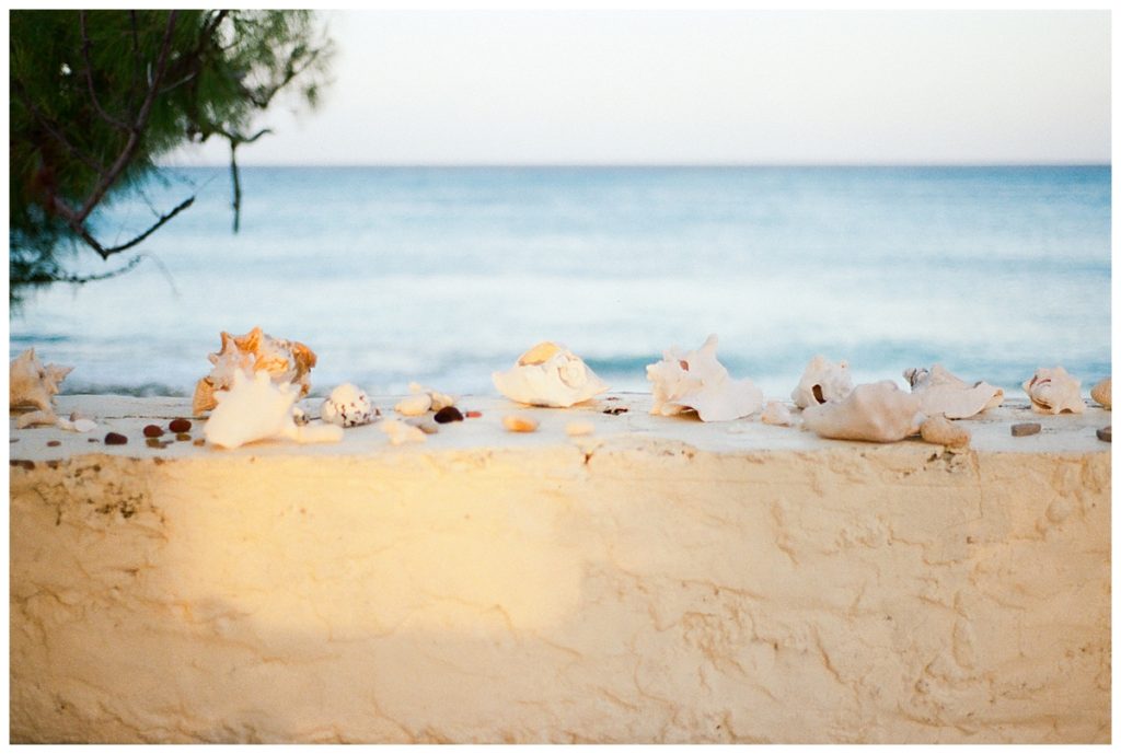 conch shells in turks and caicos