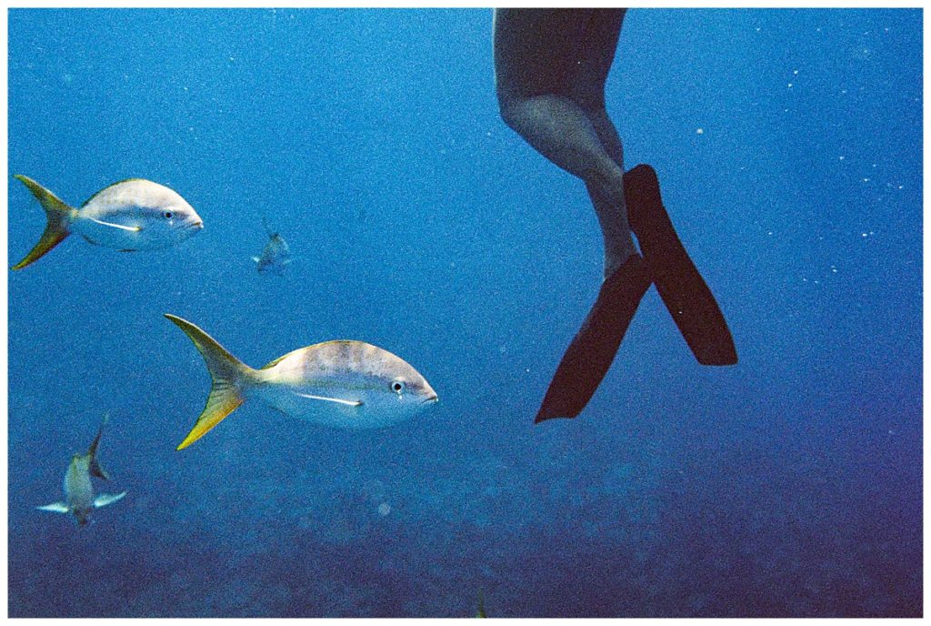 snorkeling in turks and caicos
