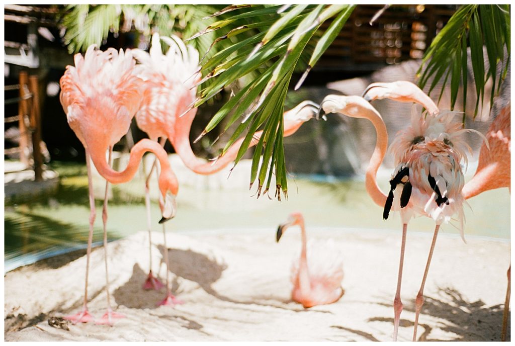 flamingo in costa maya