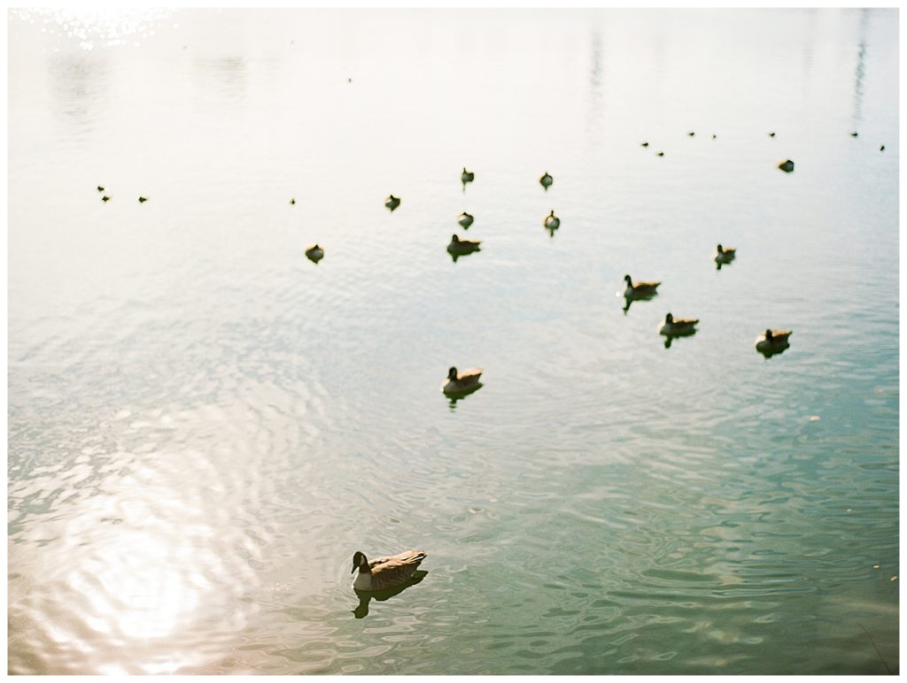 ducks in central park