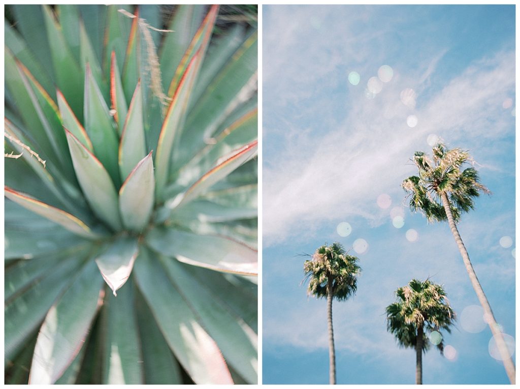 palm trees california