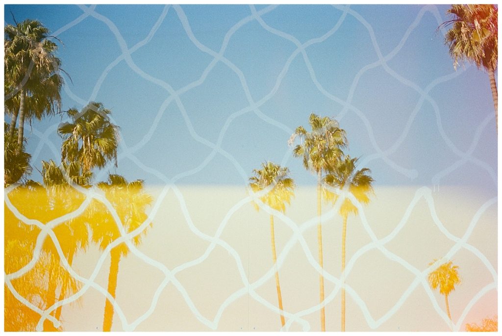 print on palm trees