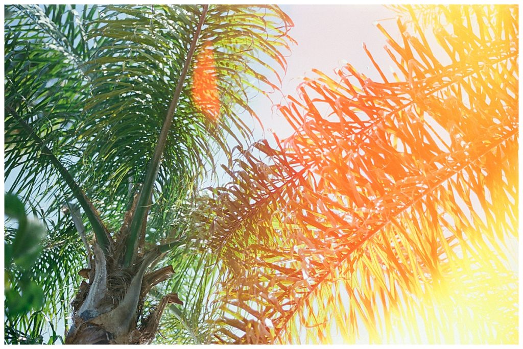 light leak on palm trees