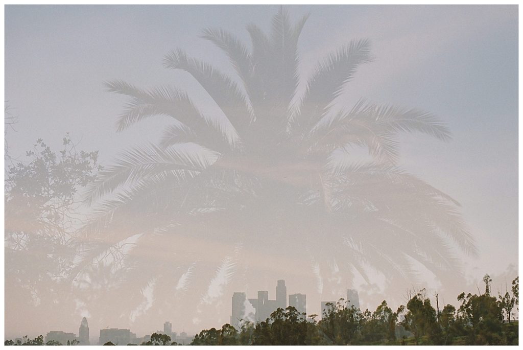 palm tree with la skyline