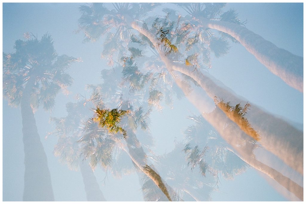 palm trees double exposure palm trees california