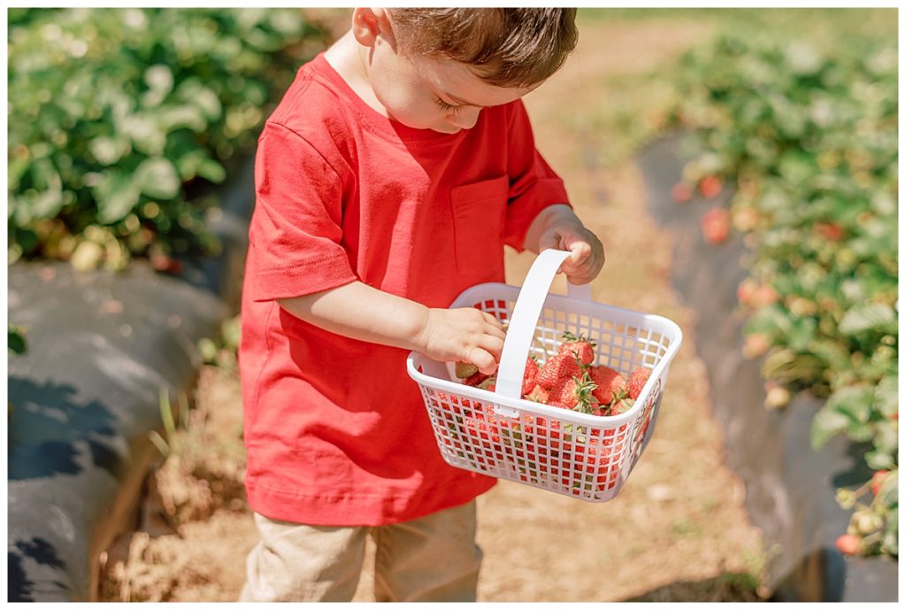 toddler picking strawberries