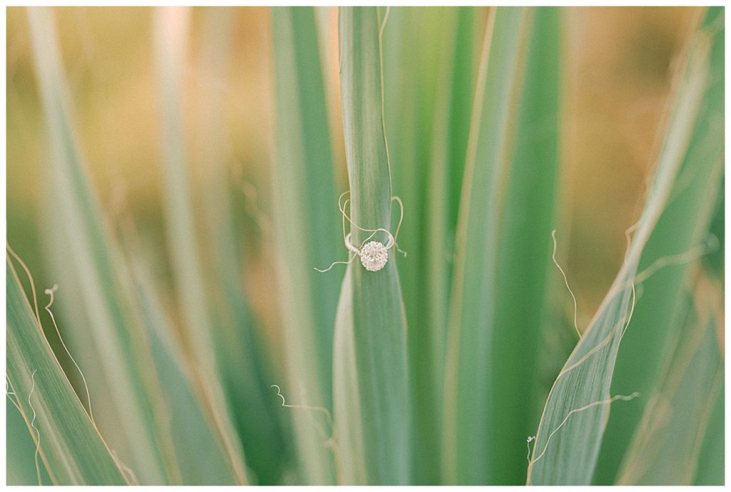 Raleigh Wedding Photographer | Ring Shot