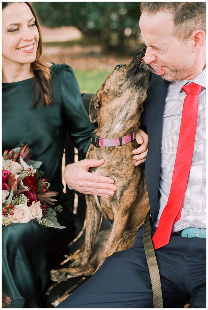 Bride and Groom's Dog at Courthouse Wedding in Hillsborough, NC