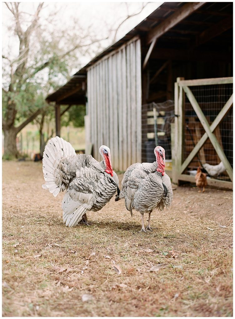 turkeys at pavilion at nicks road